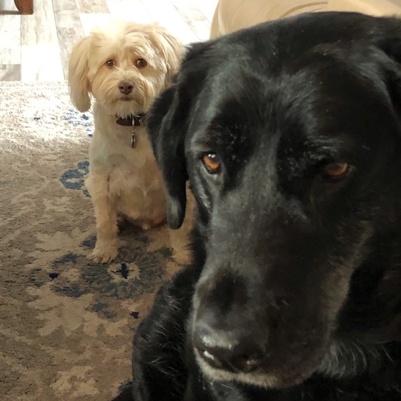 Meet your Posher, Sandy - Picture 2 of 3